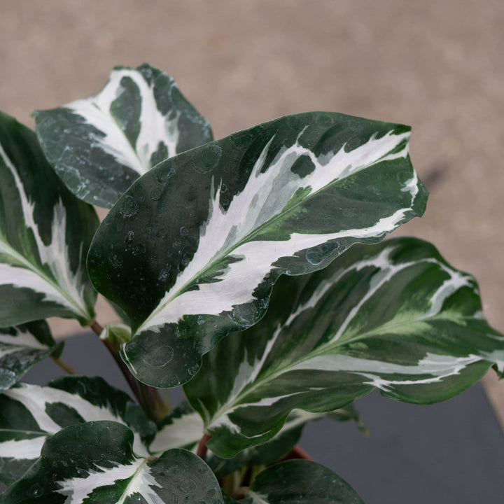 Gabriella Plants Calathea 4" Calathea 'Stella'