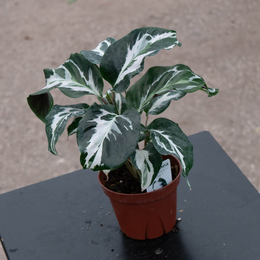 Gabriella Plants Calathea 4" Calathea 'Stella'