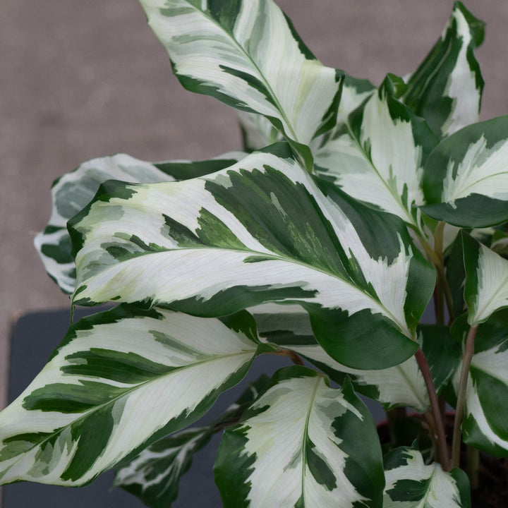 Gabriella Plants Calathea 4" Calathea &