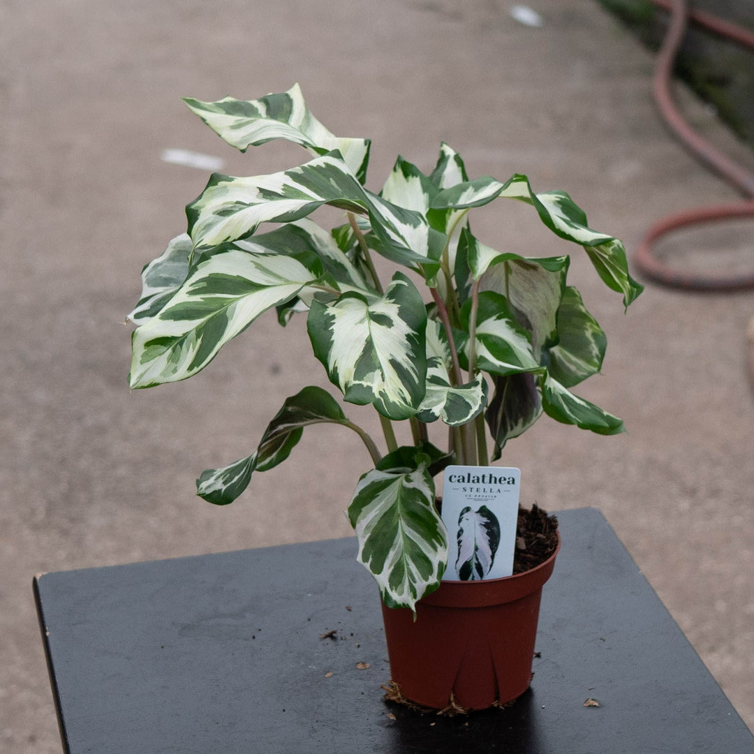 Gabriella Plants Calathea 4" Calathea 'Stella'