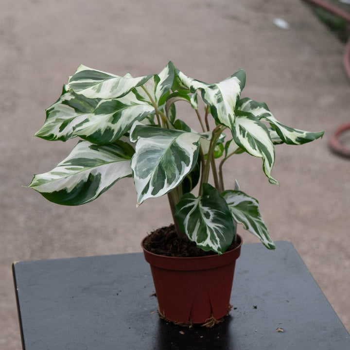 Gabriella Plants Calathea 4" Calathea &