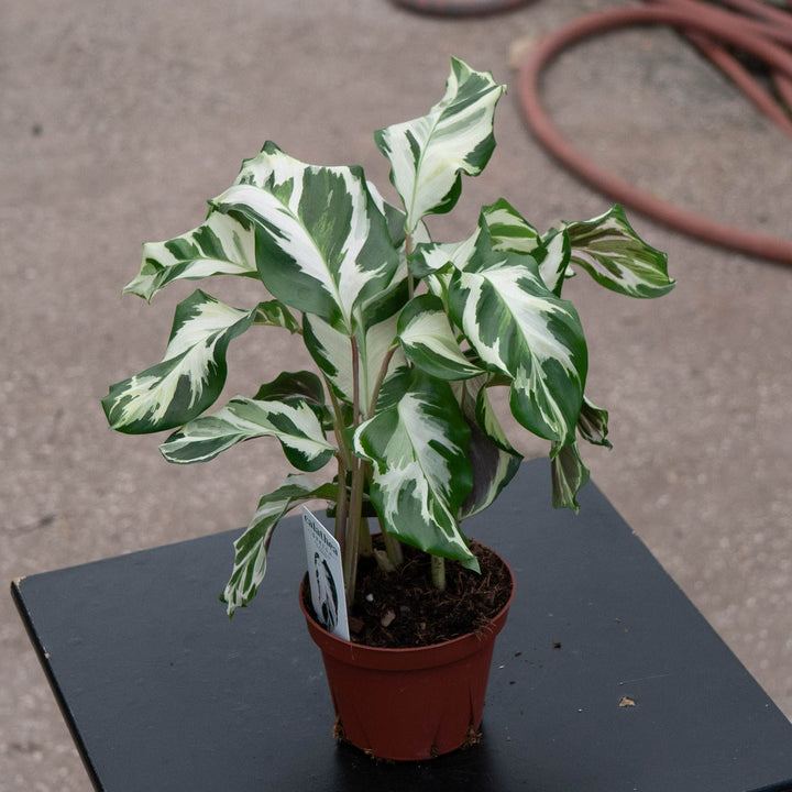 Gabriella Plants Calathea 4" Calathea &