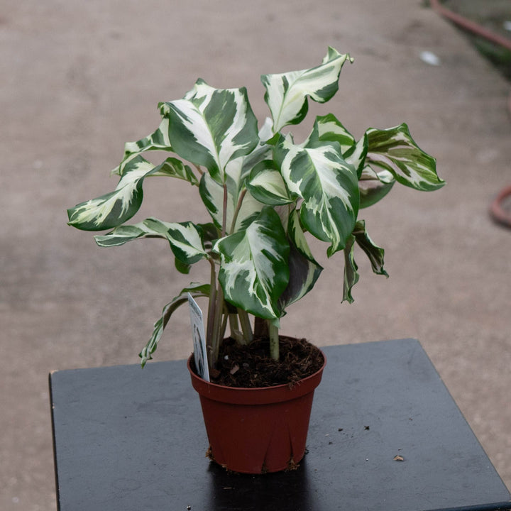 Gabriella Plants Calathea 4" Calathea &
