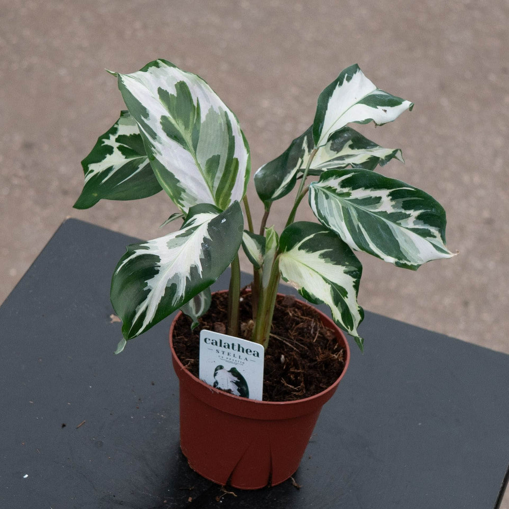 Gabriella Plants Calathea 4" Calathea 'Stella'