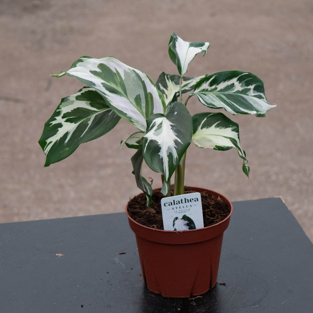 Gabriella Plants Calathea 4" Calathea 'Stella'