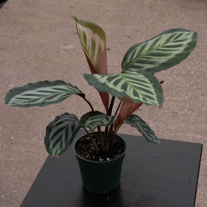 Gabriella Plants Calathea 4" Calathea veitchiana 'Red Peacock'