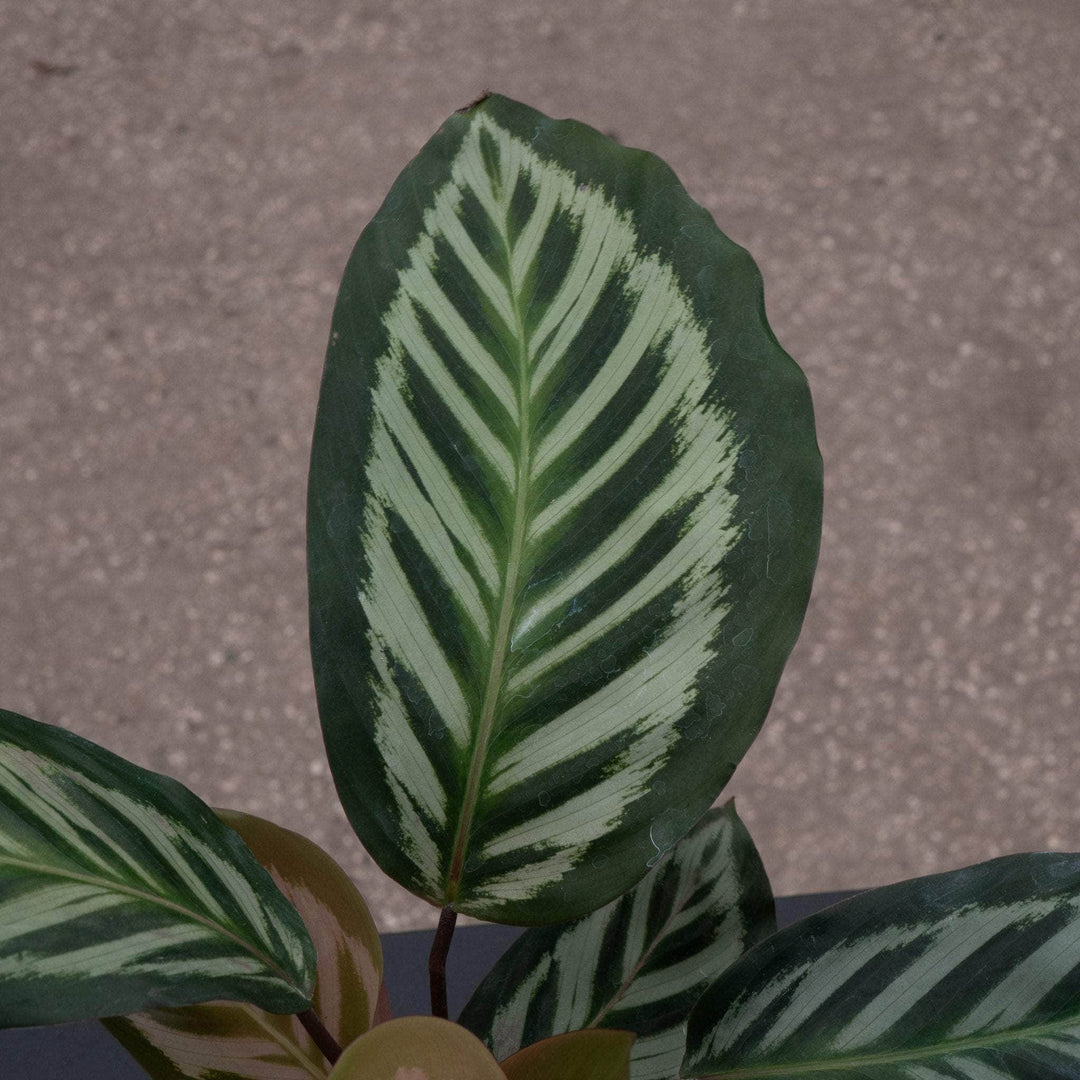 peacock prayer plant Calathea veitchiana 'Red Peacock'
