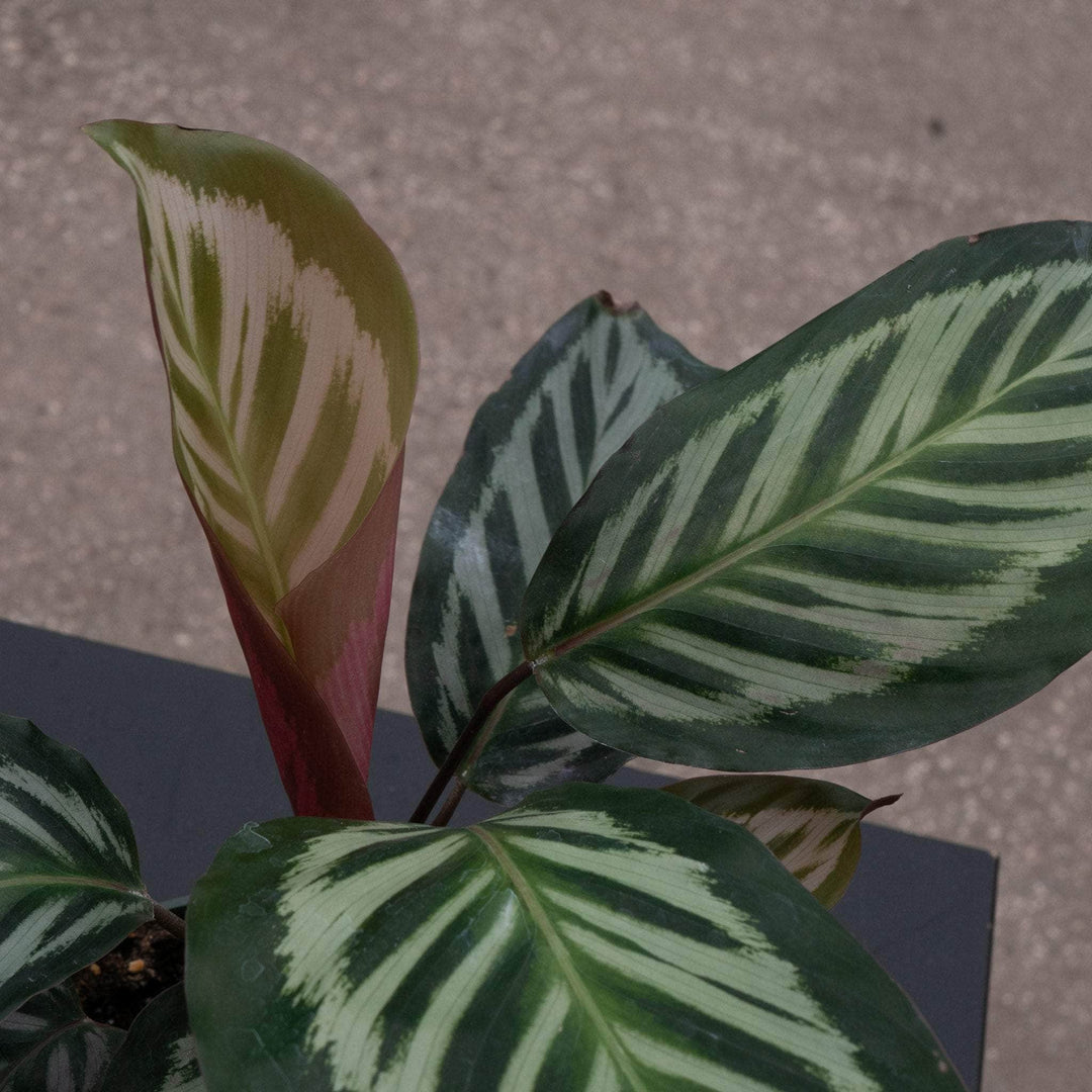 Gabriella Plants Calathea 4" Calathea veitchiana 'Red Peacock'