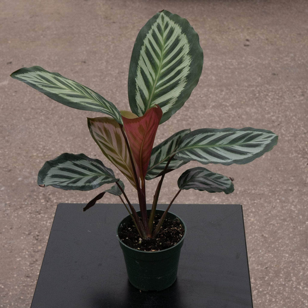 Gabriella Plants Calathea 4" Calathea veitchiana 'Red Peacock'