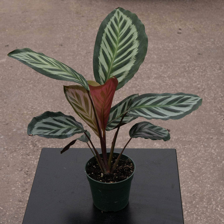 Gabriella Plants Calathea 4" Calathea veitchiana 'Red Peacock'