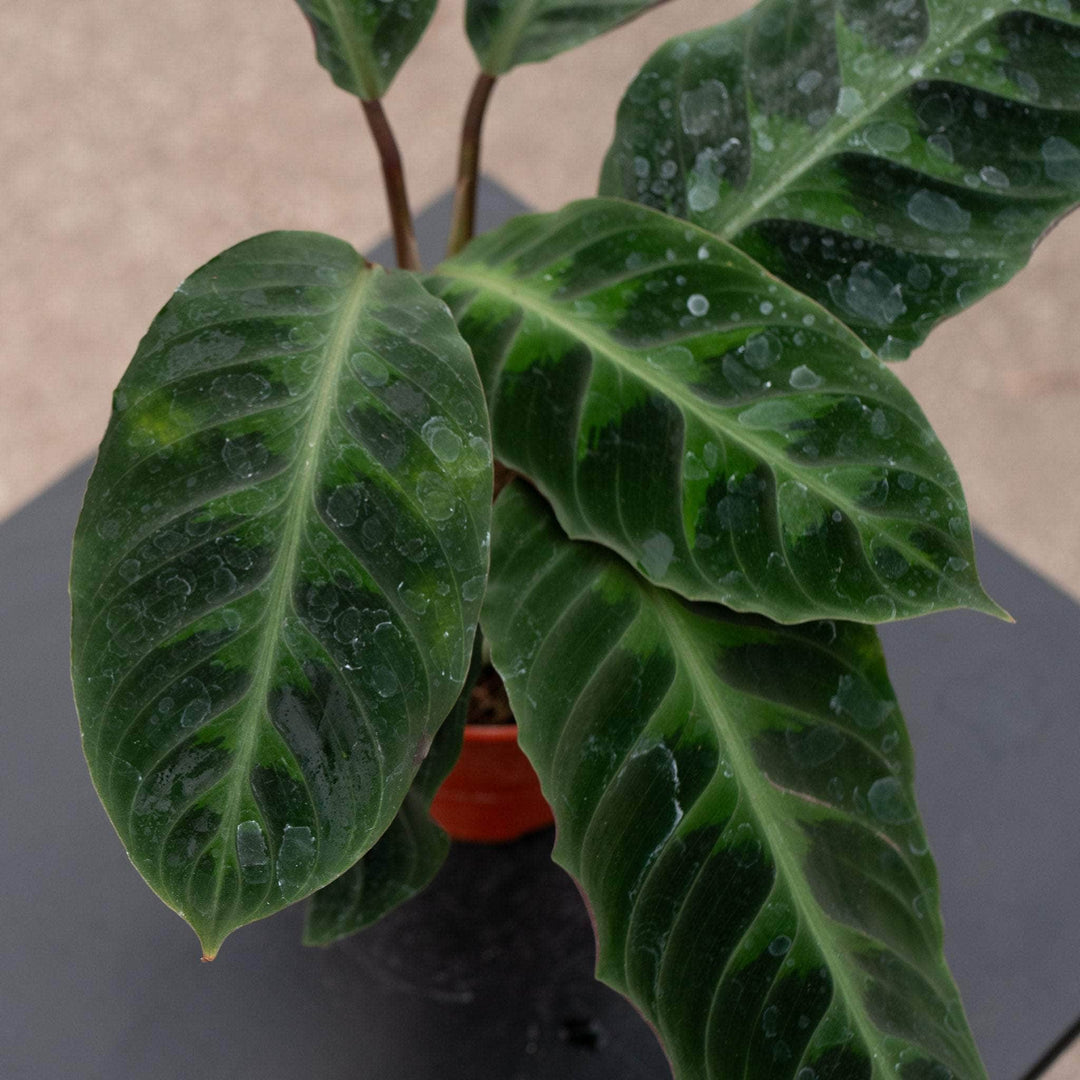 philodendron calathea Calathea warscewiczii "Jungle Velvet"