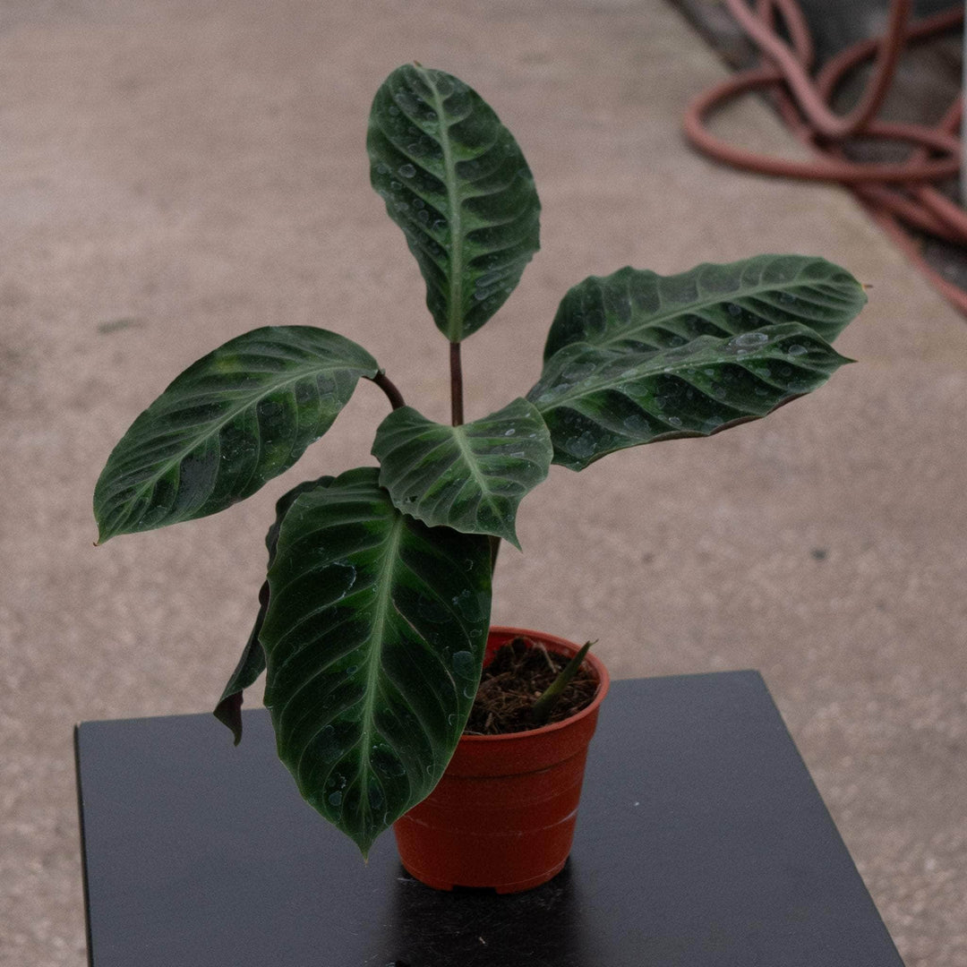 jungle velvet prayer plant Calathea warscewiczii "Jungle Velvet"