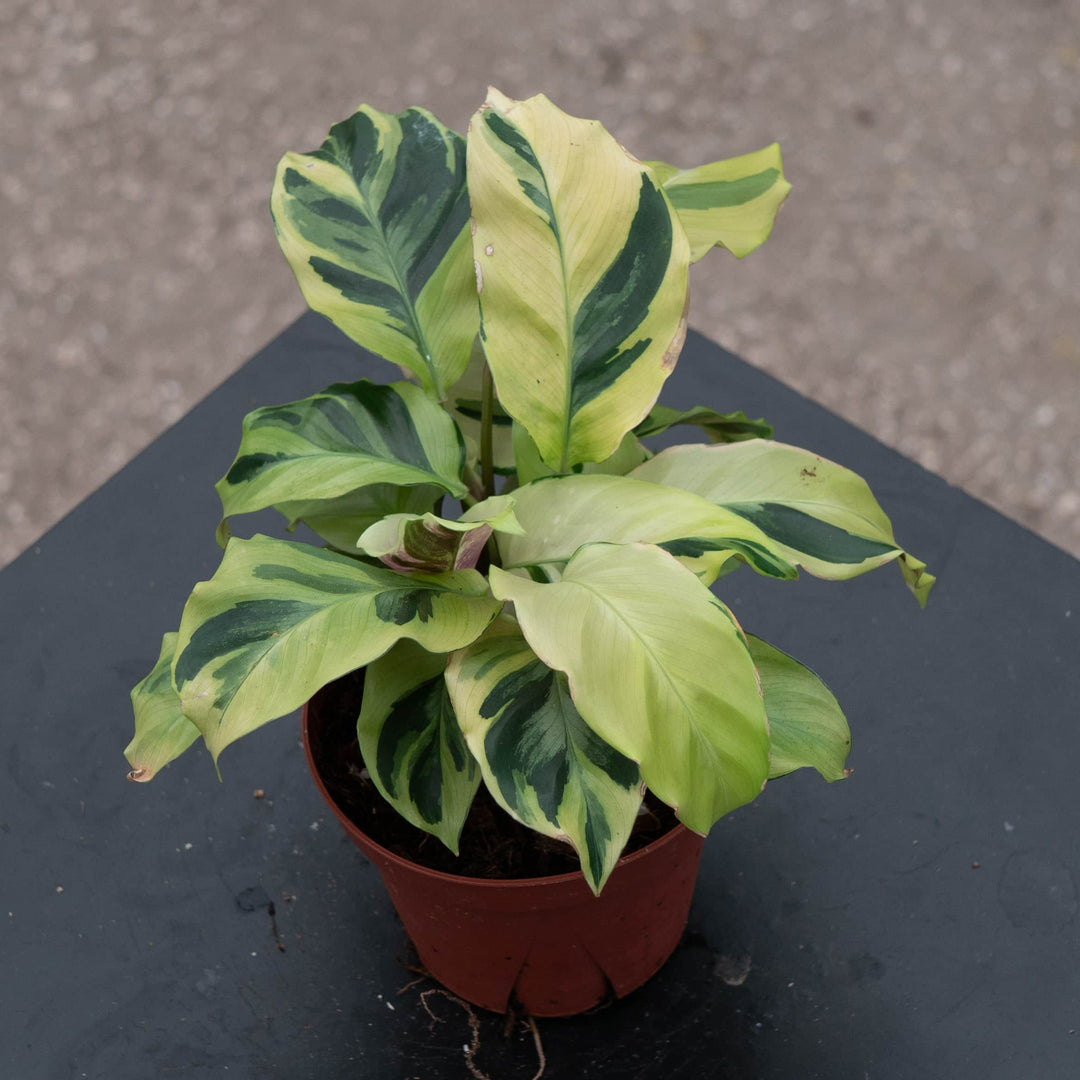 Gabriella Plants Other 4" Calathea 'Yellow Fusion'