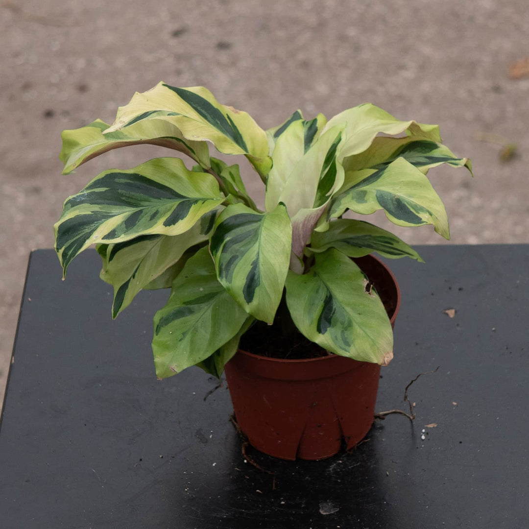 Gabriella Plants Other 4" Calathea 'Yellow Fusion'