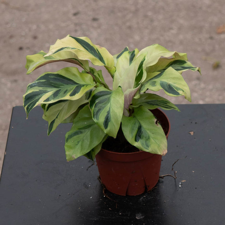 Gabriella Plants Other 4" Calathea 'Yellow Fusion'