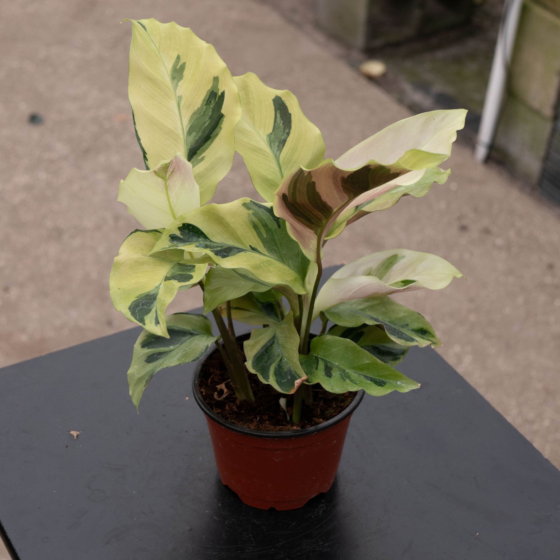 Calathea 'Yellow Fusion'