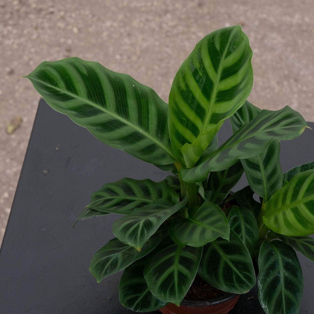 zebrina prayer plant Calathea zebrina