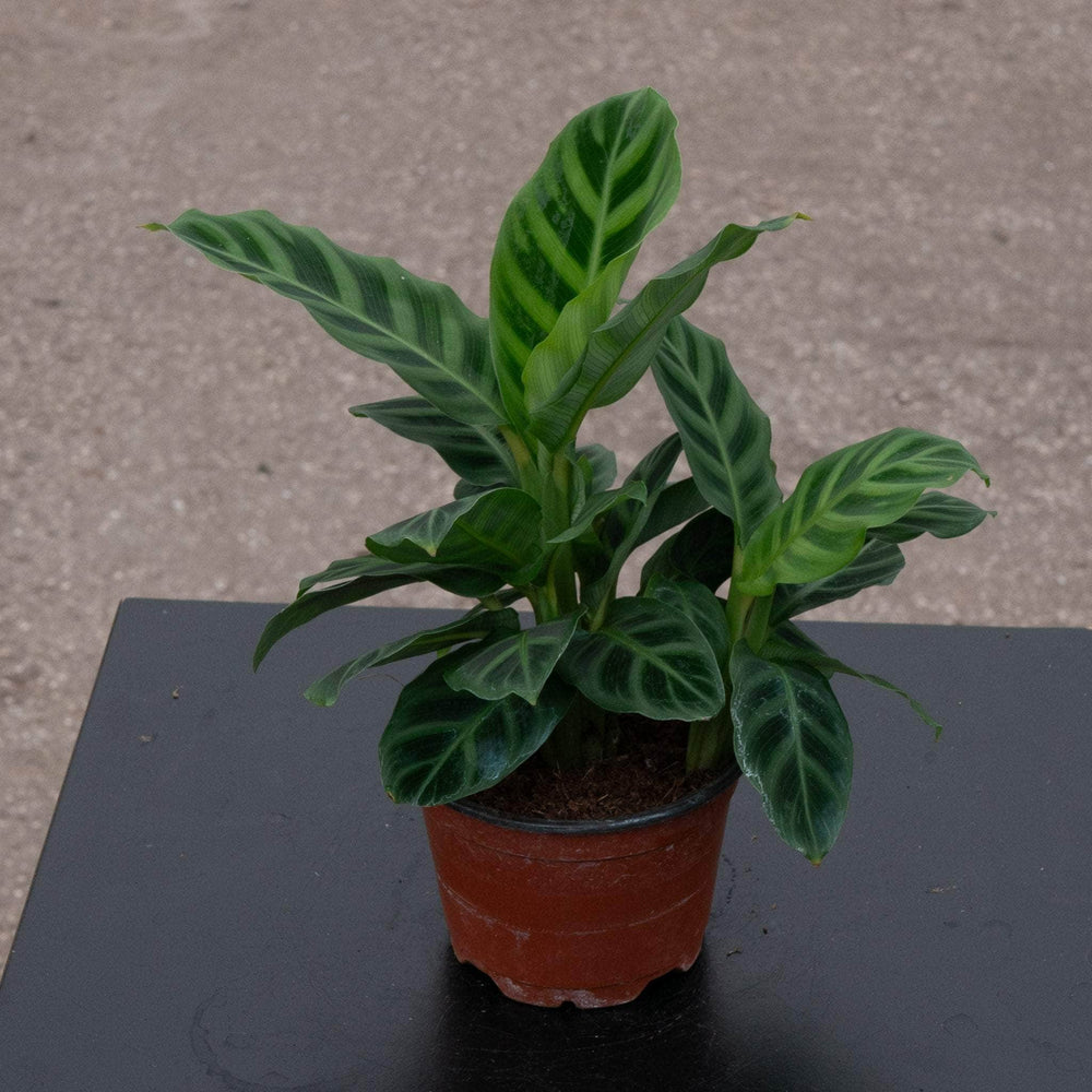 prayer plant zebrina Calathea zebrina