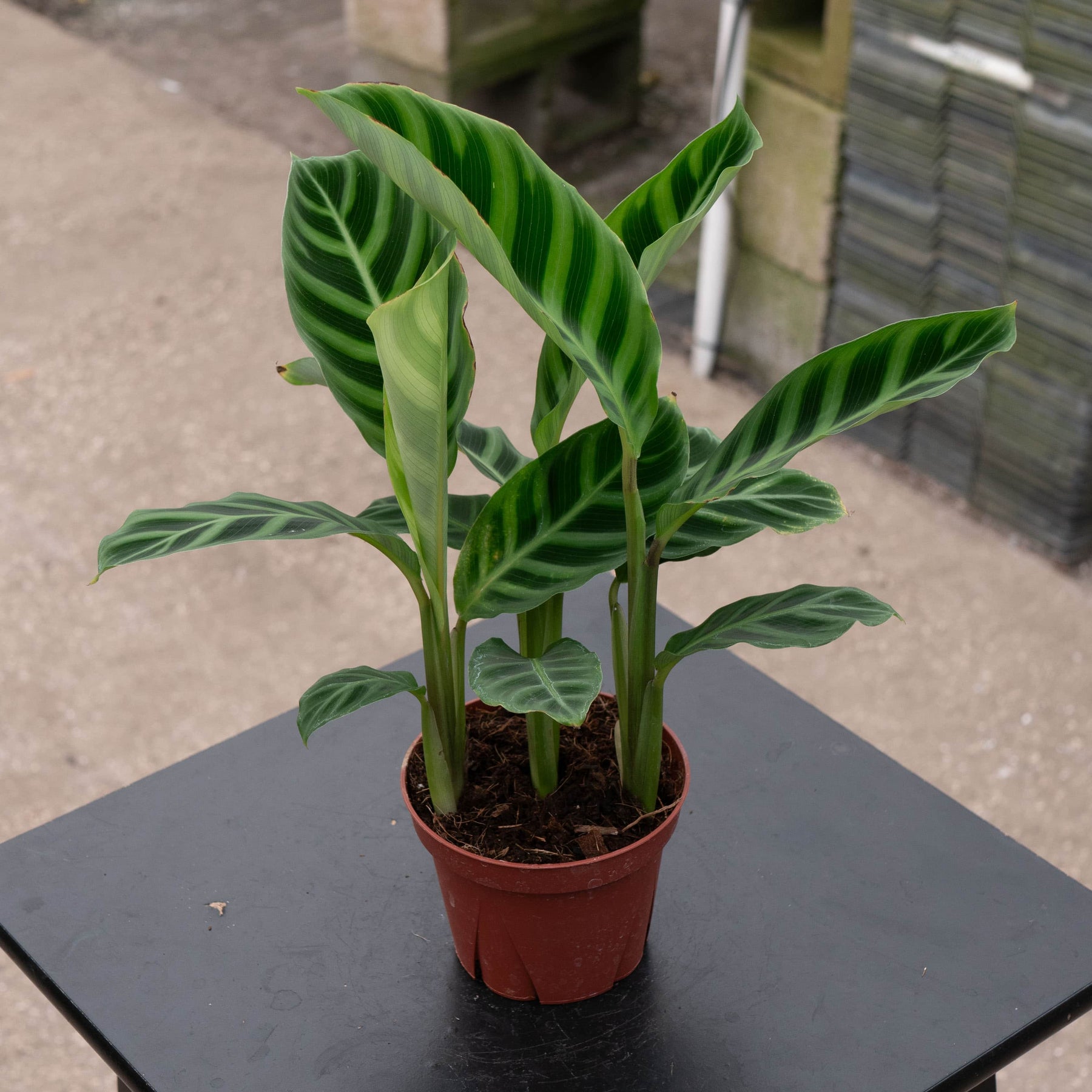 zebrina indoor plant Calathea zebrina