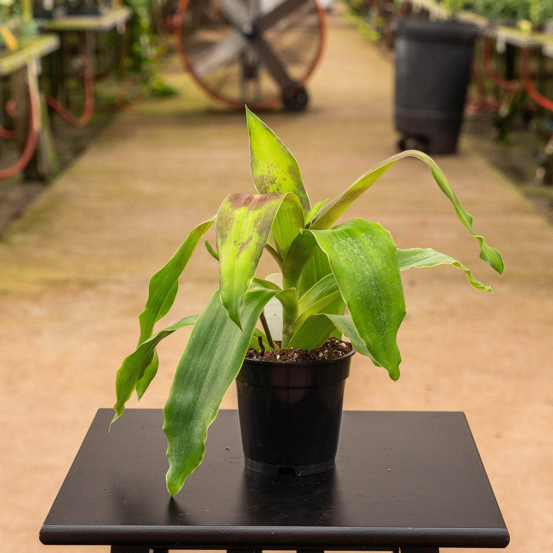 callisia indoor plant Callisia fragrans