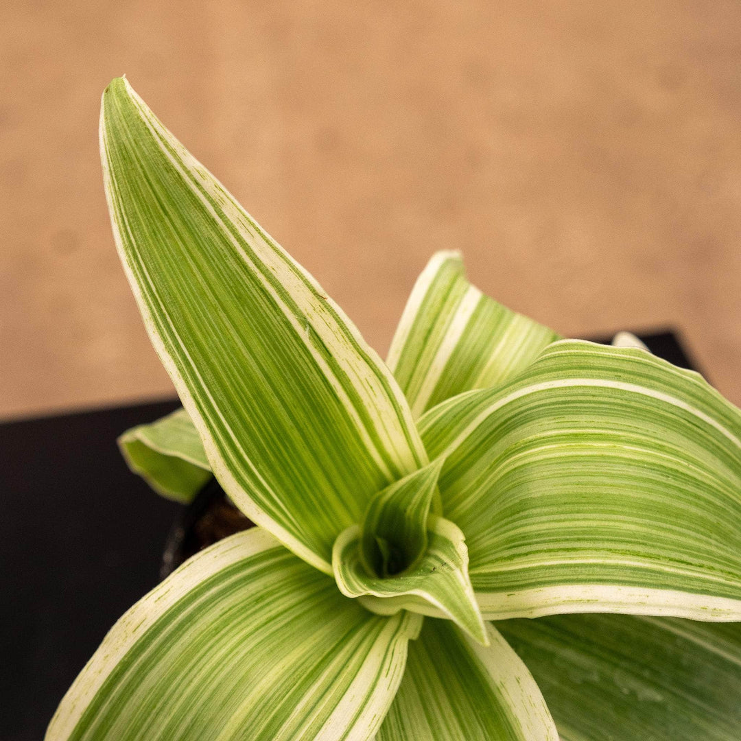 dracaena fragrans variegata Callisia fragrans 'Variegata'