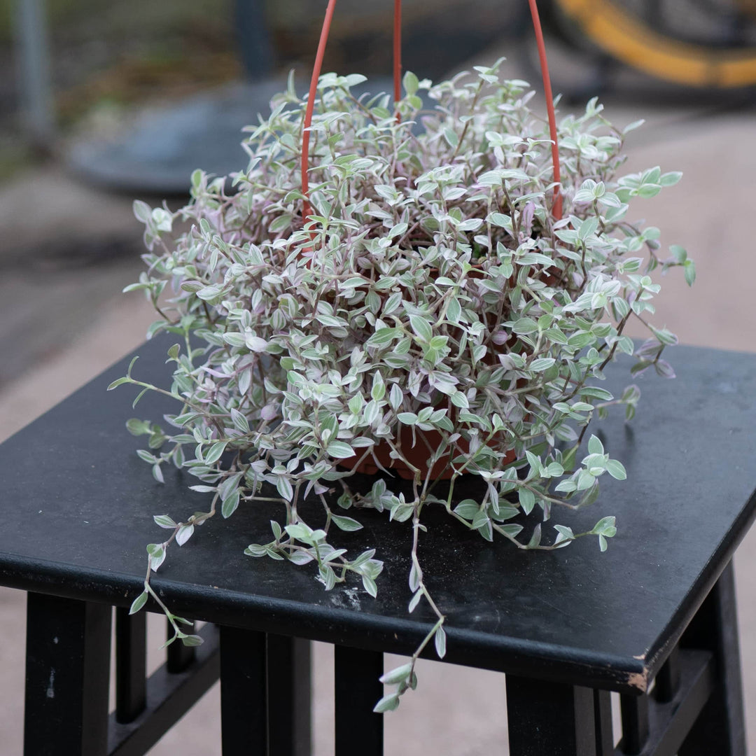 pink panther house plant Callisia repens 'Pink Panther'