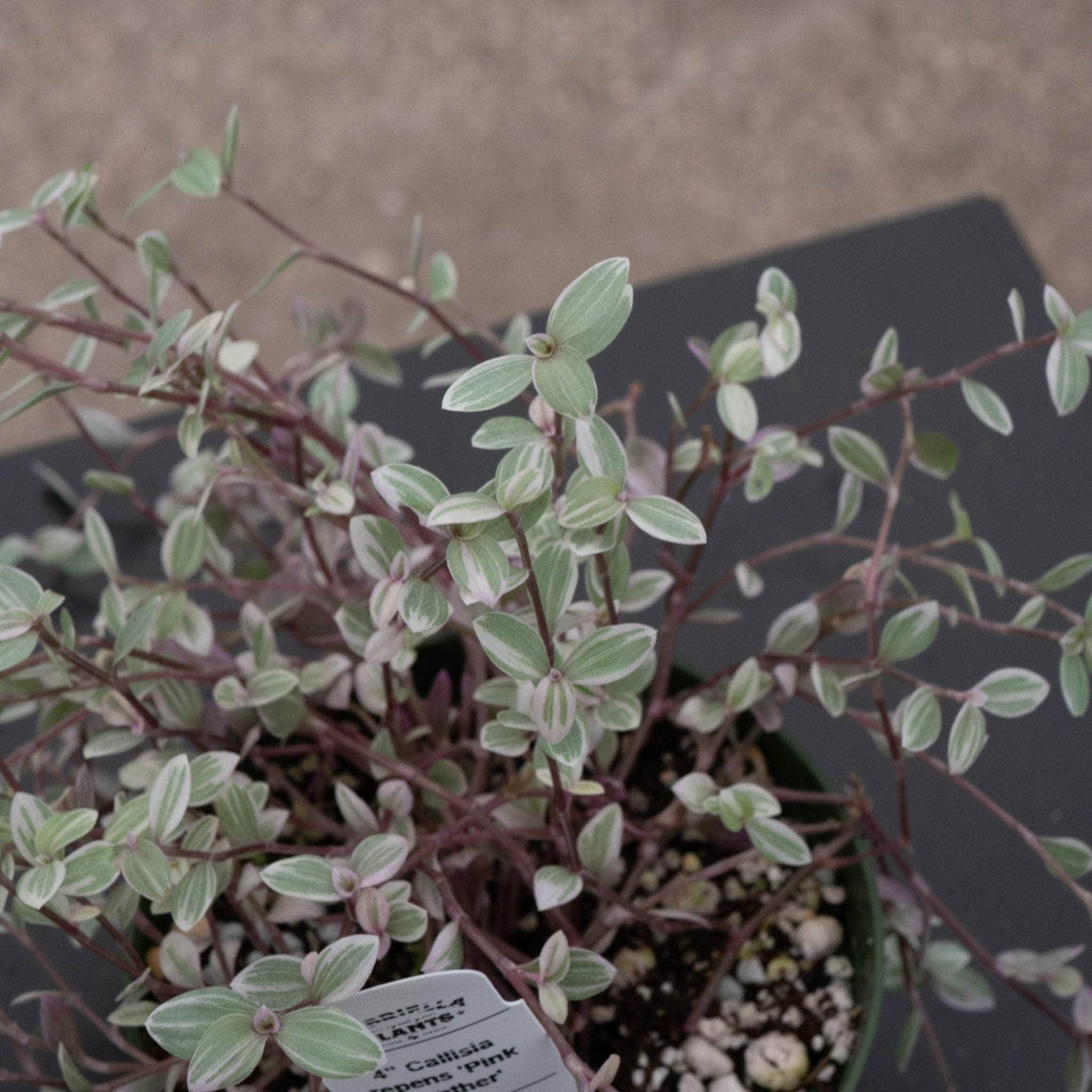 Callisia repens 'Pink Panther' - Gabriella Plants