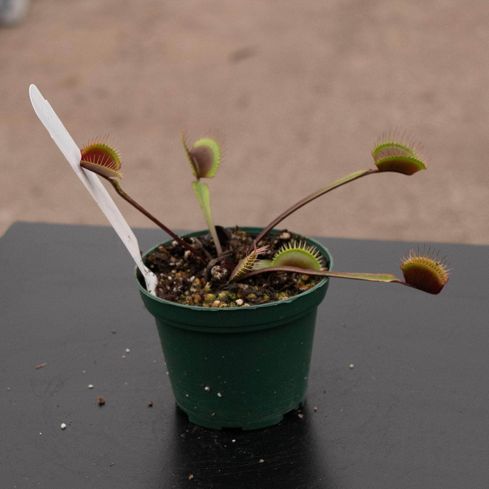 Carnivorous Dionaea muscipula 'Akai Ryu' 