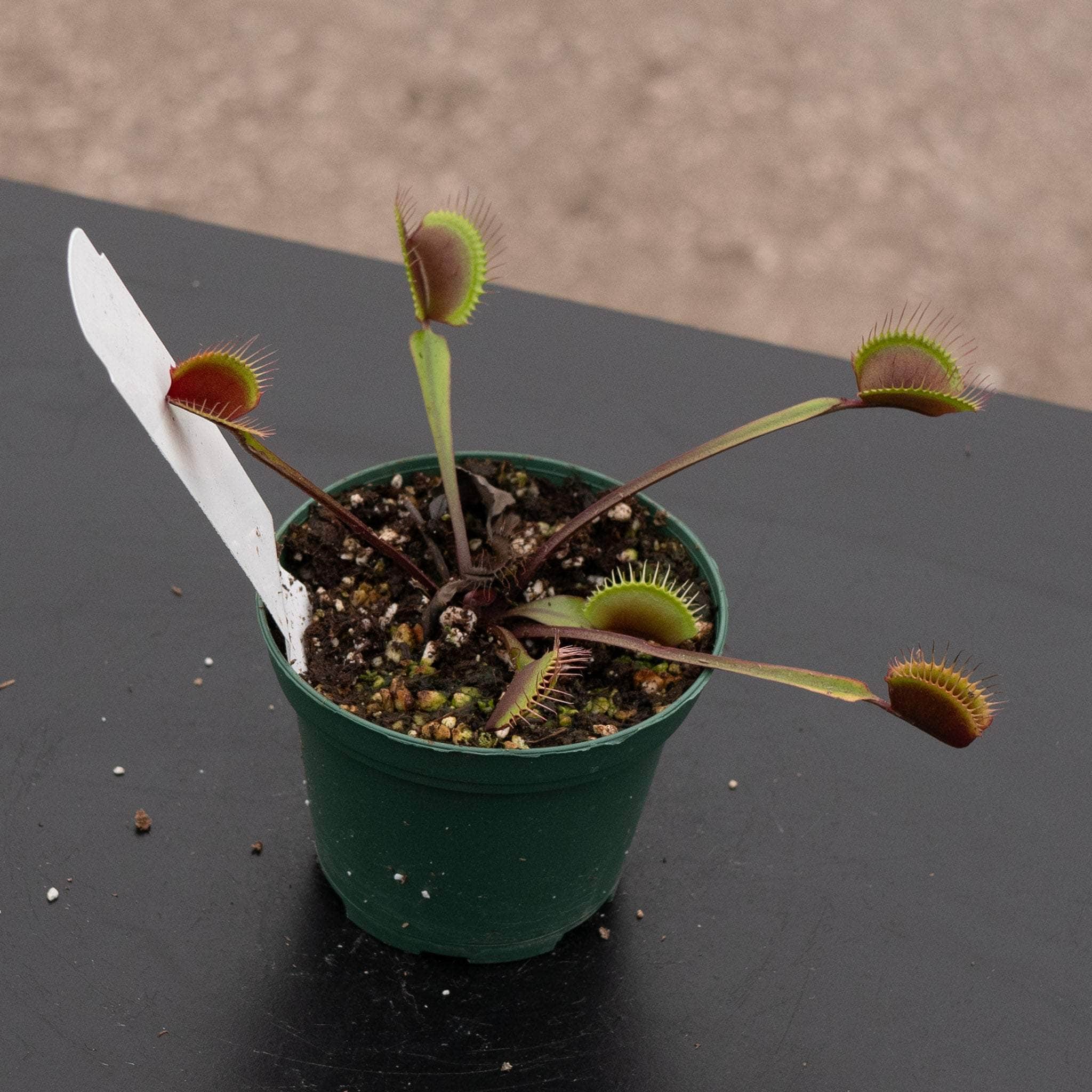 gabriella-plants-carnivorous-