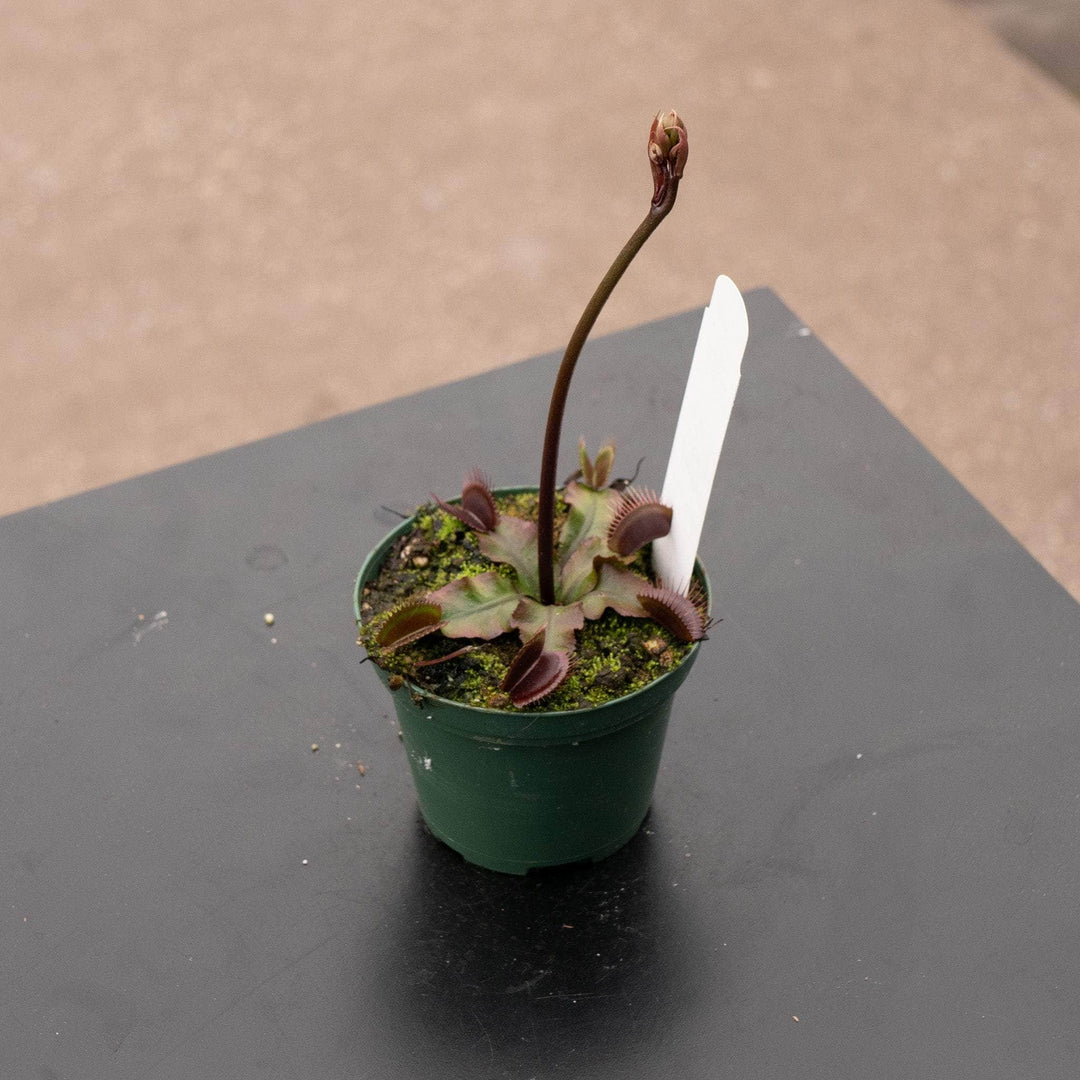 Carnivorous Dionaea muscipula 'Akai Ryu'