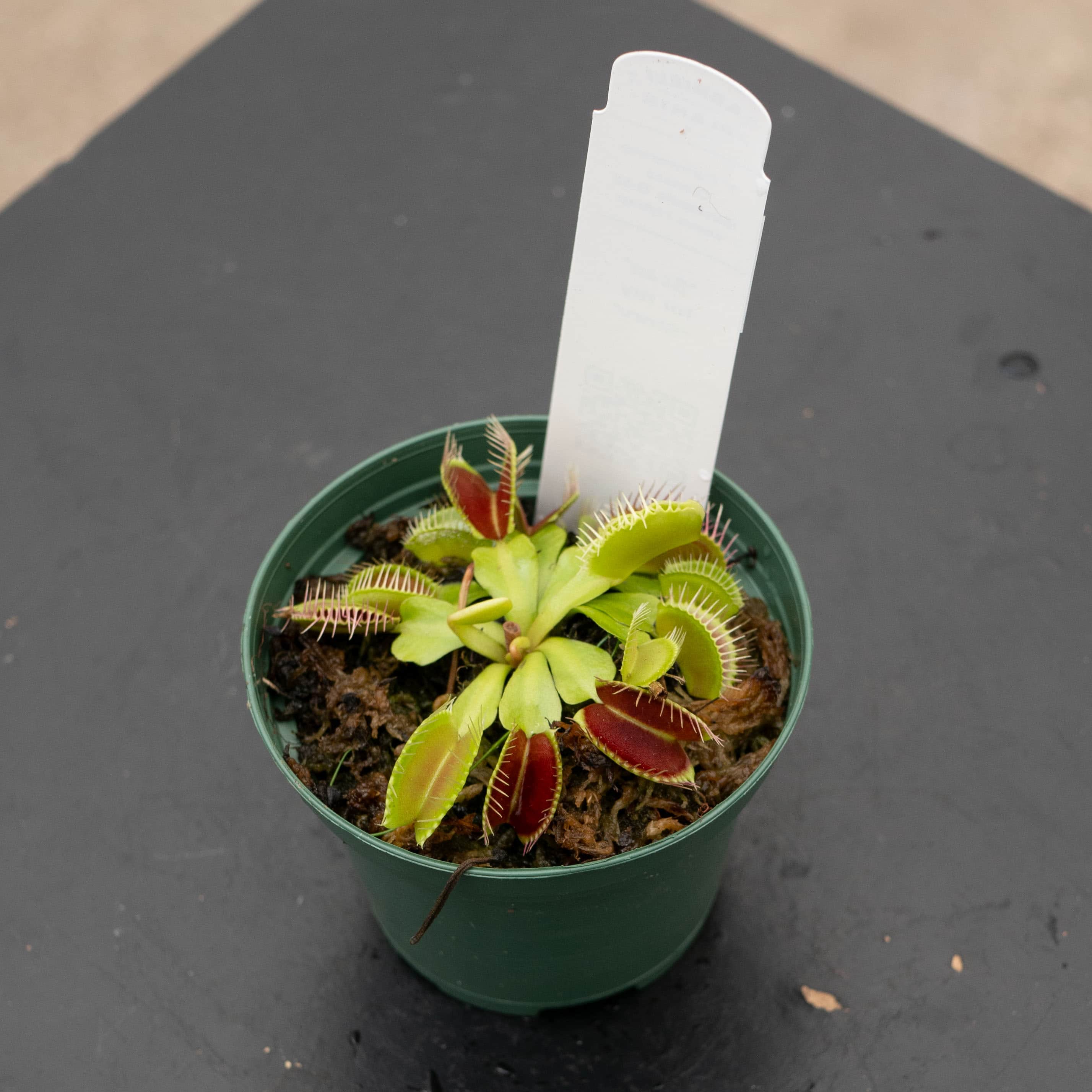 シヌ サンドゥル ゴンチャン LET'S FLY 集合 ① ポラロイド B1A4 Carnivorous Dionaea muscipula 'B-52' 'Venus Flytrap' – Gabriella