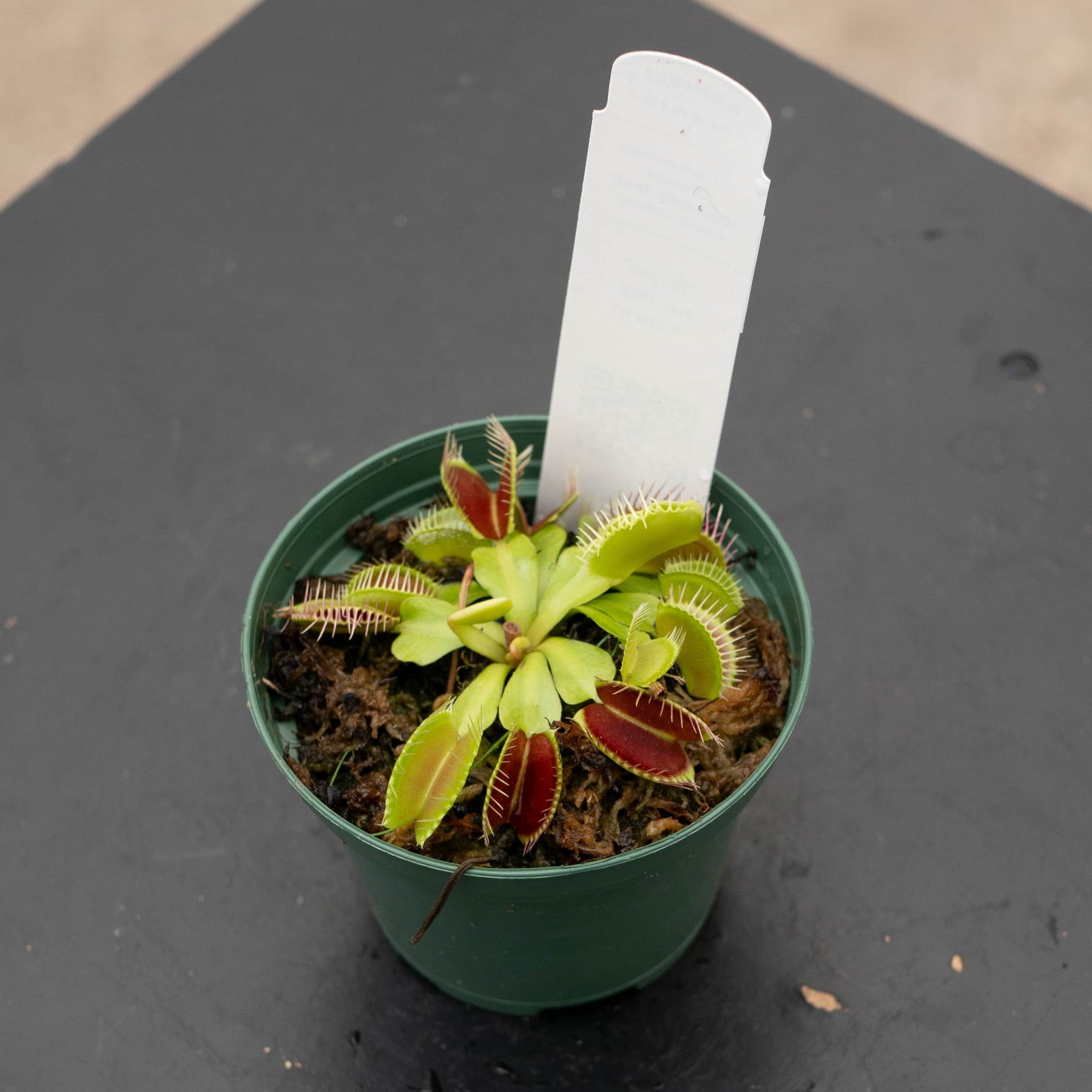 Carnivorous Dionaea muscipula 'B-52' 'Venus Flytrap' - Gabriella