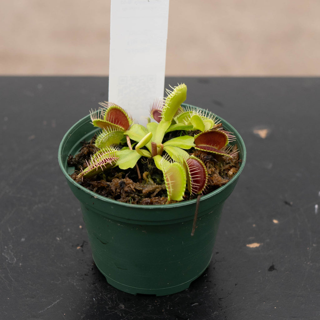 gabriella-plants-carnivorous-