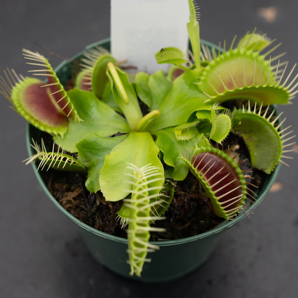 Gabriella Plants Carnivorous 3" Carnivorous Dionaea muscipula 'Big Mouth' 'Venus Flytrap'