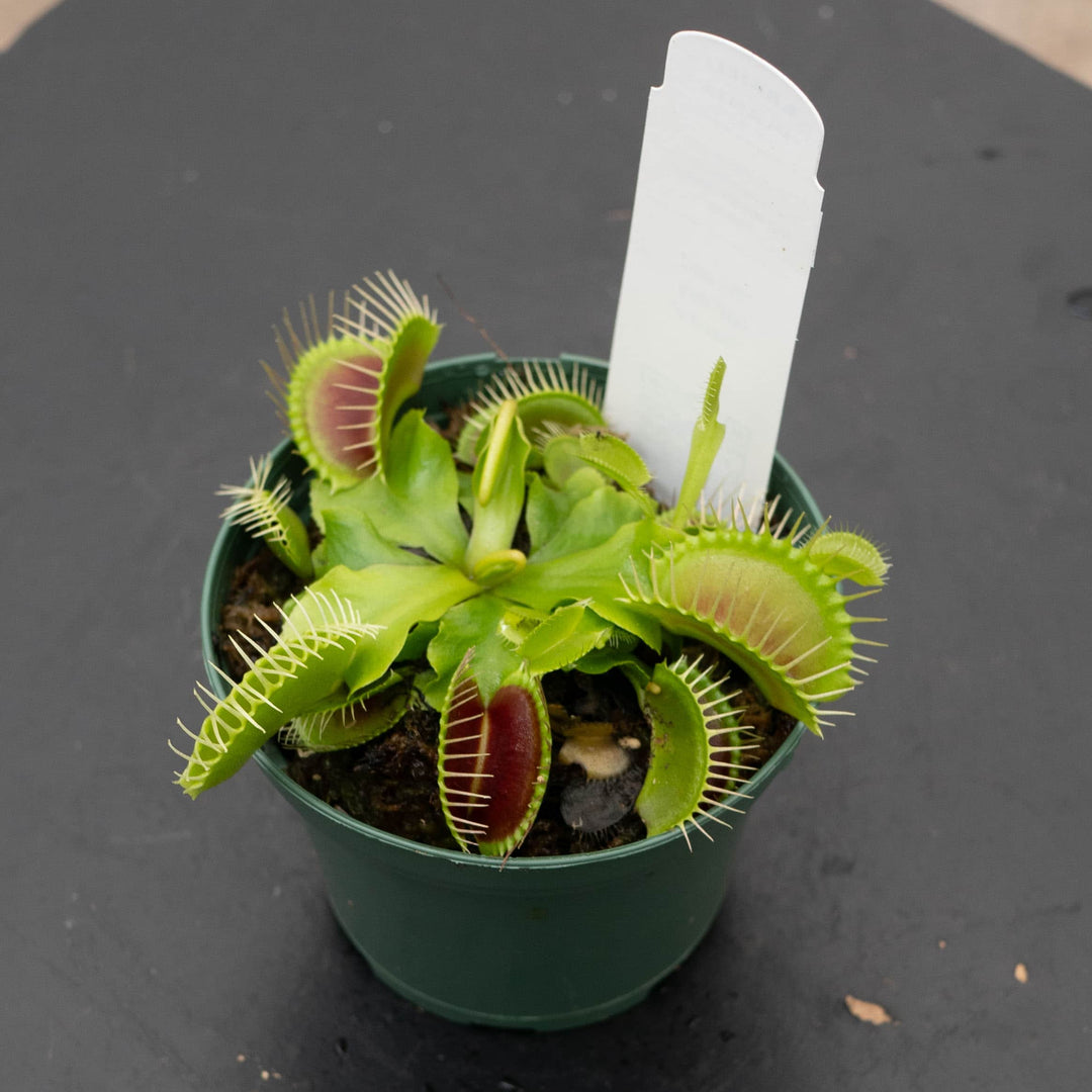 Gabriella Plants Carnivorous 3" Carnivorous Dionaea muscipula 'Big Mouth' 'Venus Flytrap'