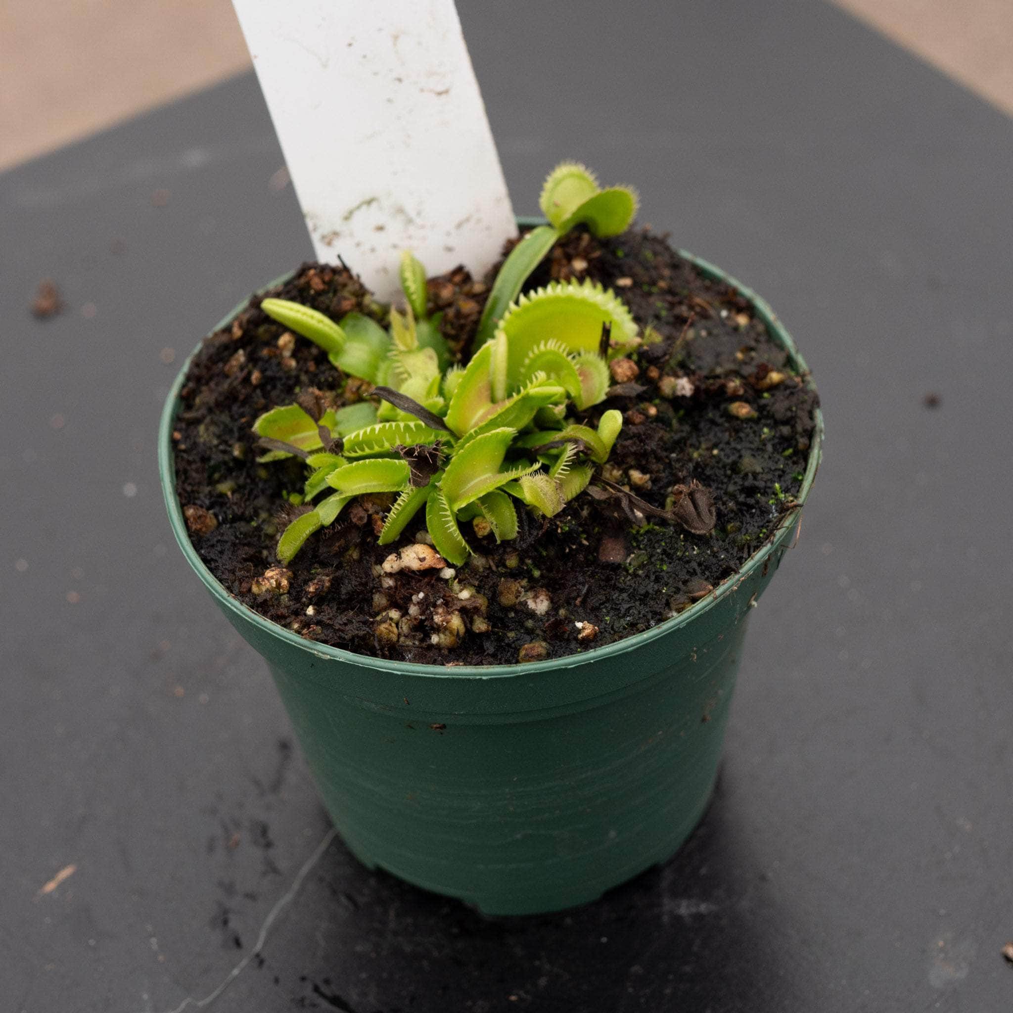 gabriella-plants-carnivorous-