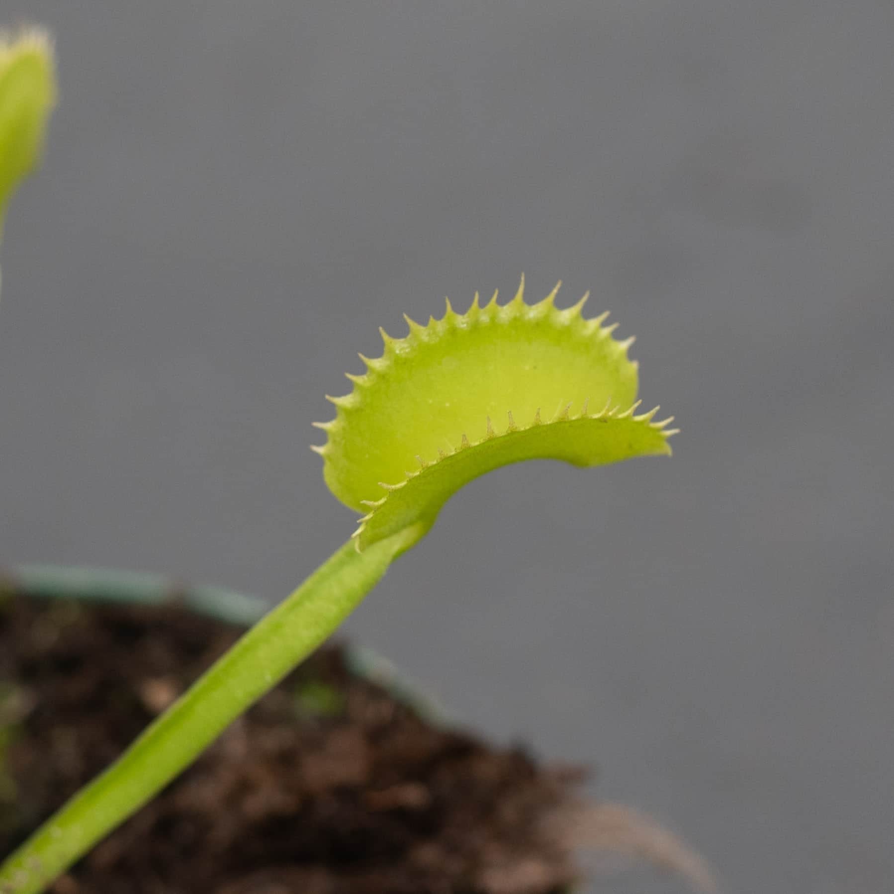 Carnivorous Dionaea muscipula 'Dente' 