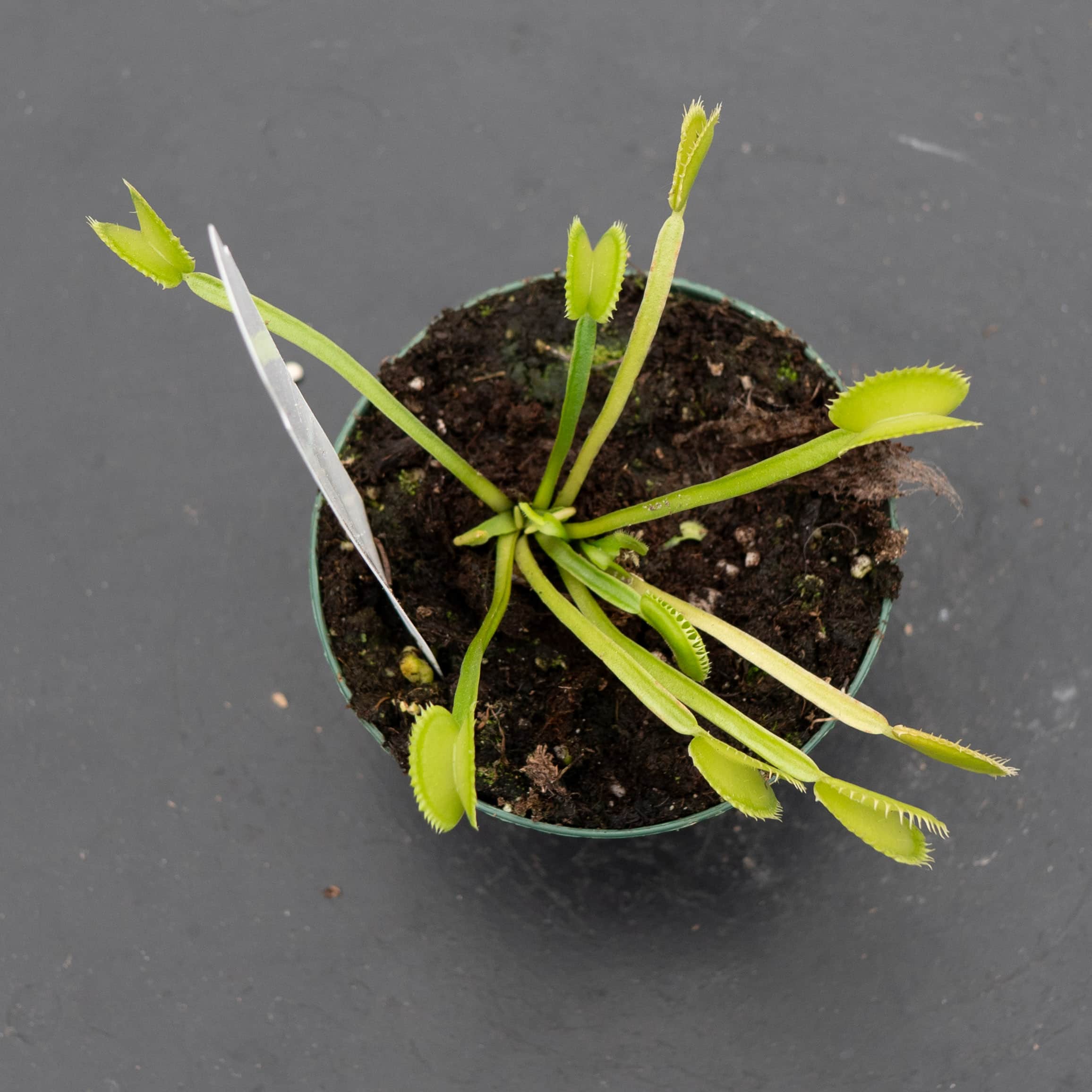 Carnivorous Dionaea muscipula 'Dente' 