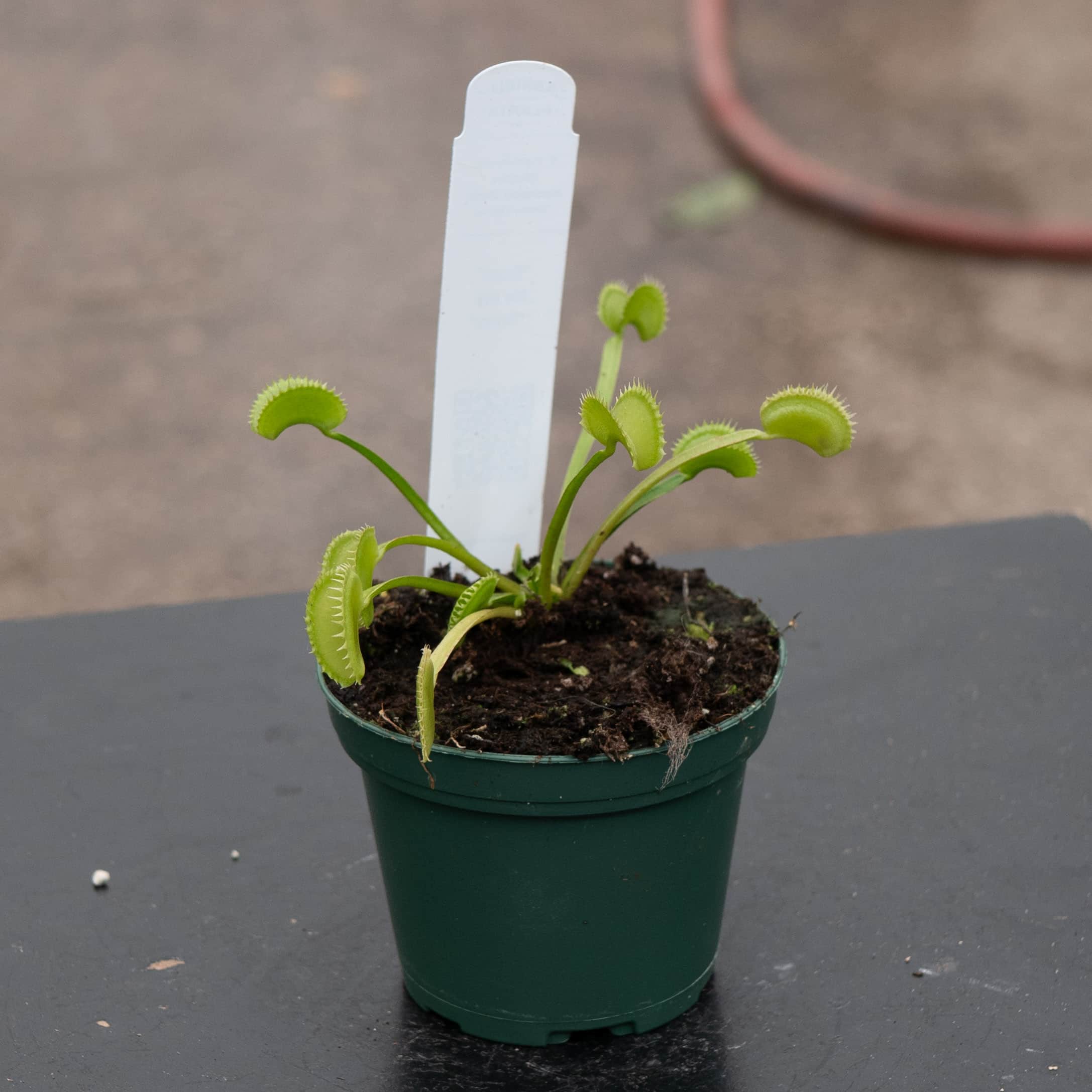 Carnivorous Dionaea muscipula 'Dente' 