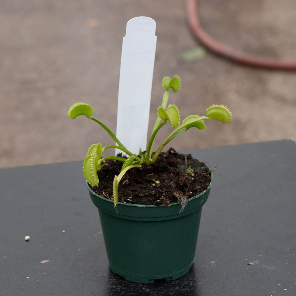 Gabriella Plants Carnivorous 3" Carnivorous Dionaea muscipula 'Dente' "Venus Flytrap"