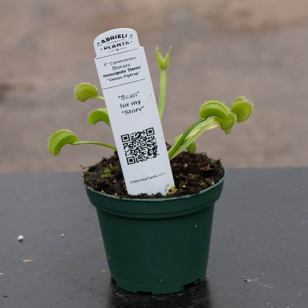 Gabriella Plants Carnivorous 3" Carnivorous Dionaea muscipula 'Dente' "Venus Flytrap"