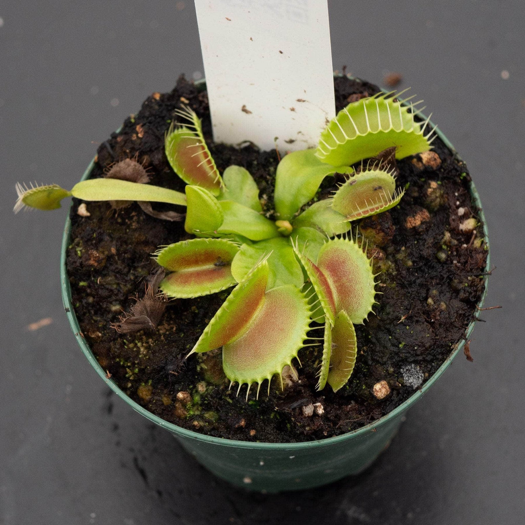 house plant fly catcher Carnivorous Dionaea muscipula 'King Henry' "Venus Fly Trap"