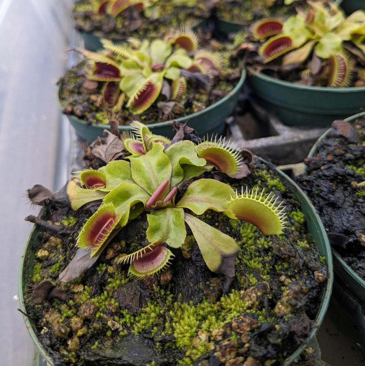 Carnivorous Dionaea muscipula 
