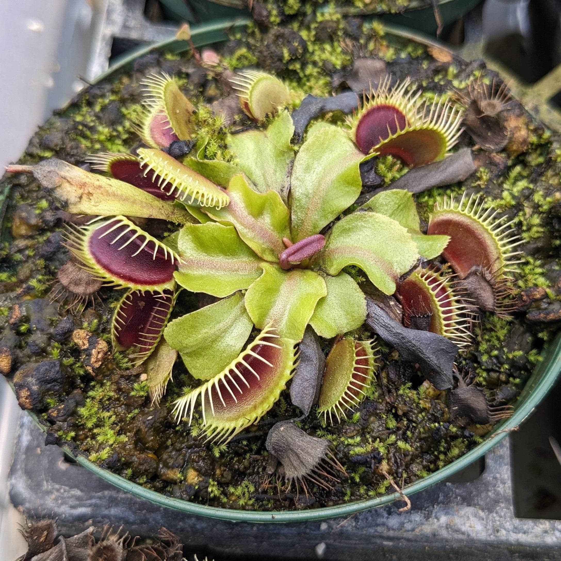 Dionaea Muscipula Venus Flytrap Seeds (25 Seeds) - Carnivorous Plant - FREE SHIPPING