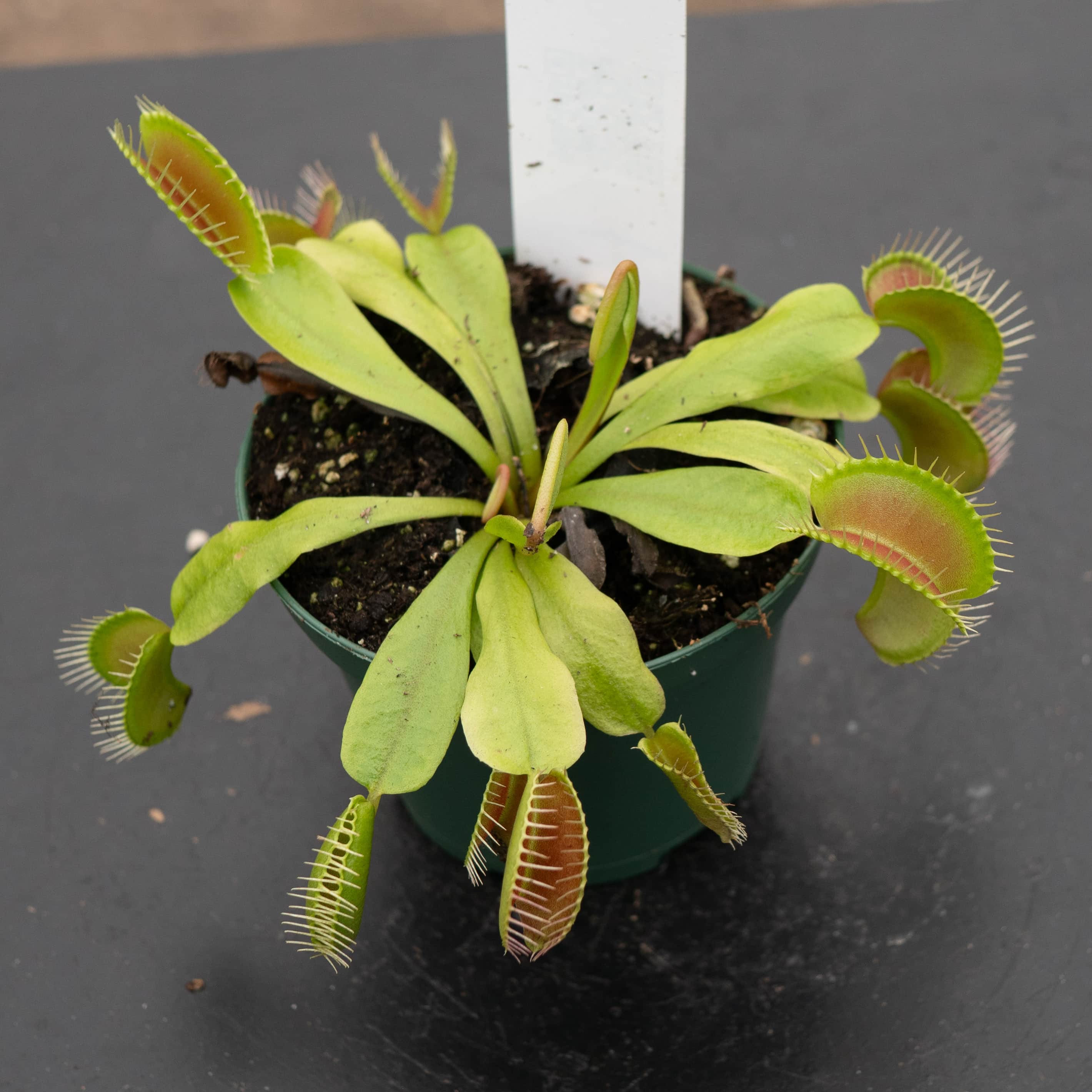 Carnivorous Dionaea muscipula "Venus Flytrap" - Gabriella Plants