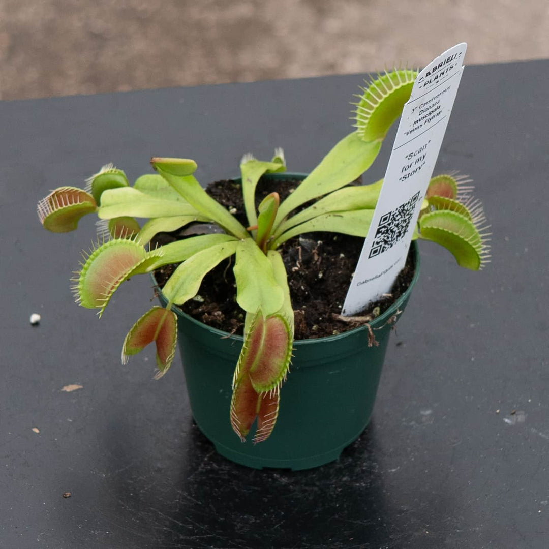 carnivorous house plant Carnivorous Dionaea muscipula "Venus Flytrap"