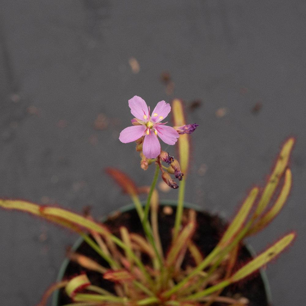 Gabriella Plants Carnivorous 3" Carnivorous Drosera capensis 'Dark Maroon'