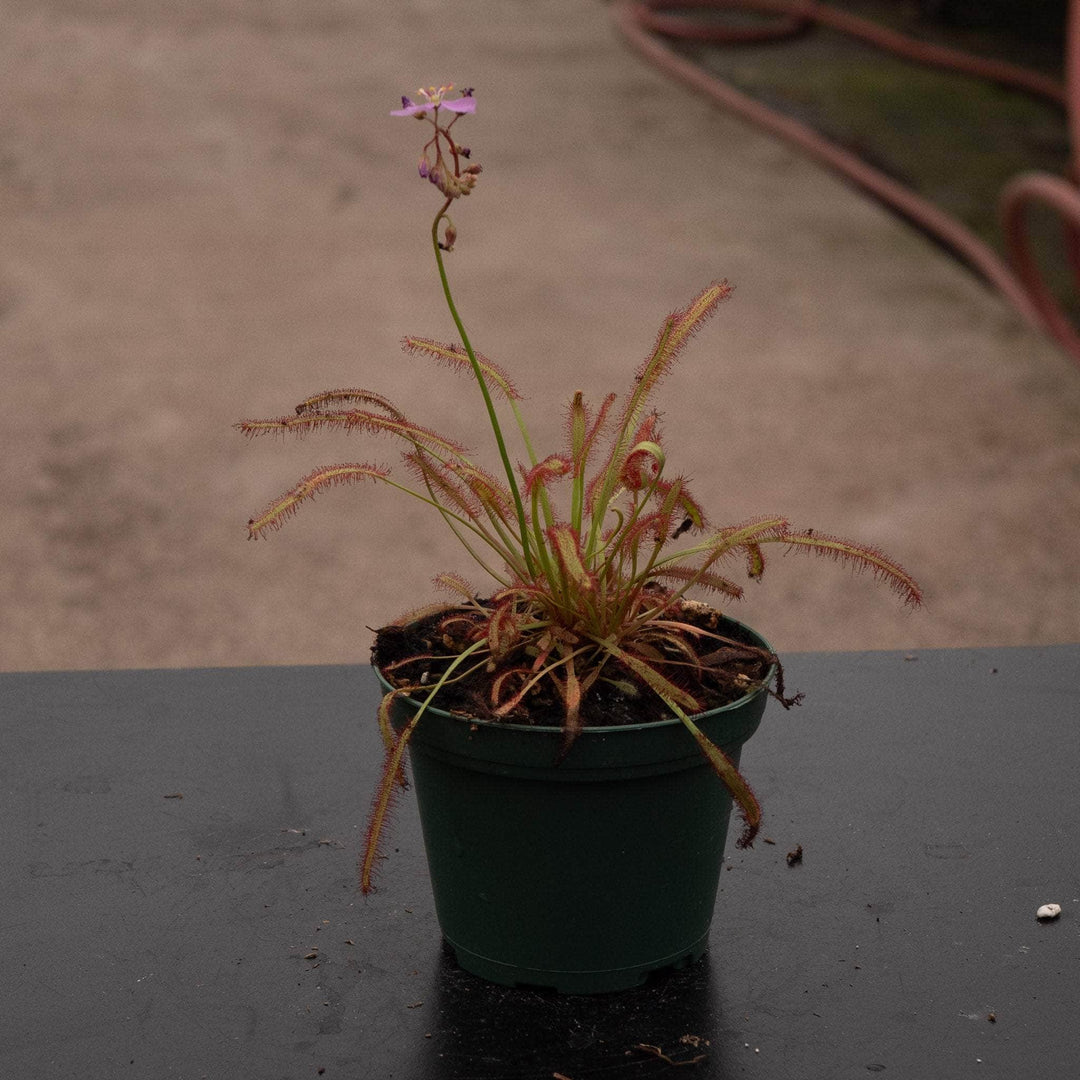 Gabriella Plants Carnivorous 3" Carnivorous Drosera capensis 'Dark Maroon'