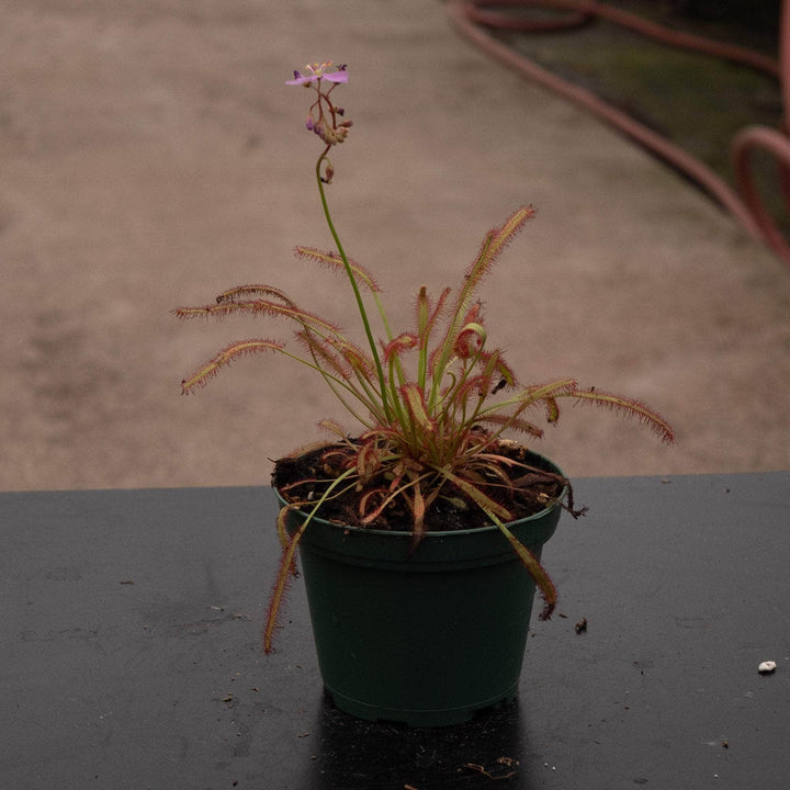 Gabriella Plants Carnivorous 3" Carnivorous Drosera capensis 'Dark Maroon'