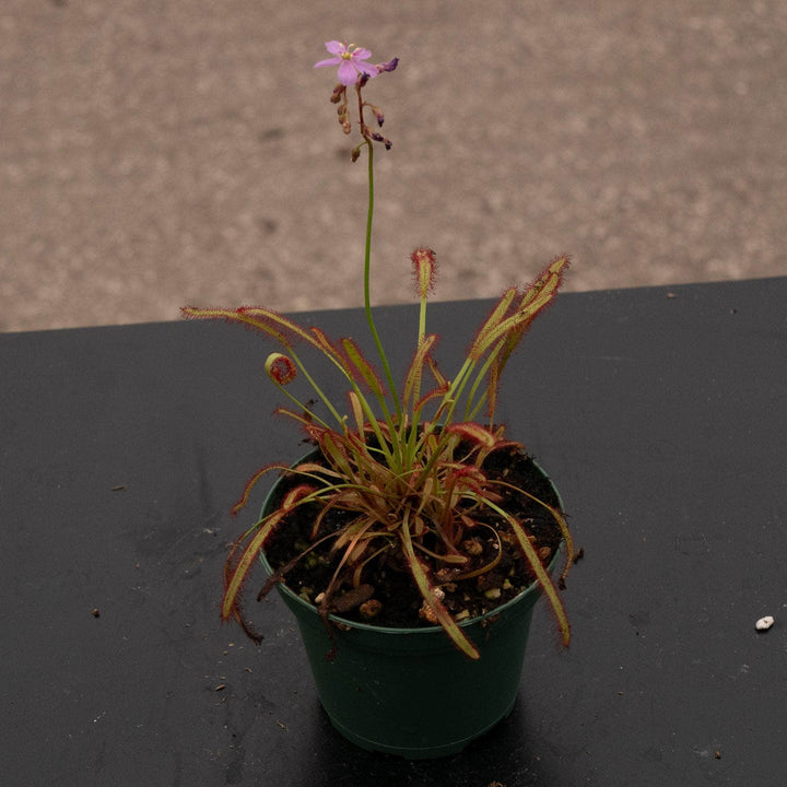 Gabriella Plants Carnivorous 3" Carnivorous Drosera capensis 'Dark Maroon'